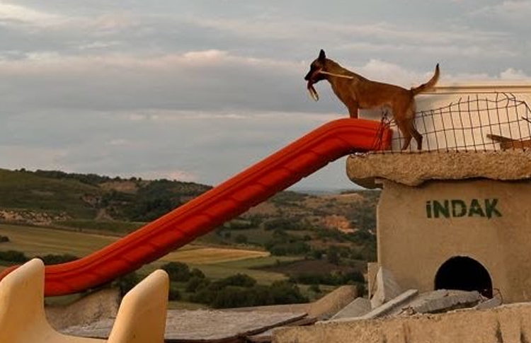 K9 eğitimi